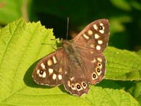 Photo of Speckled Wood - Brown species