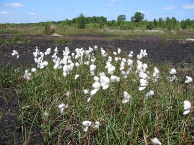 Lullymore Bog, County Kildare in the Bog of Allen - 11/6/05