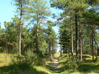 The Raven, County Wexford, view of one of the many paths through the Reserve - 26/8/07