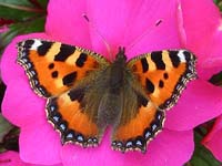 Photo of Small Tortoiseshell - Multi-coloured species