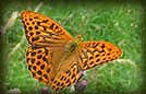 Butterfly Species - Silver-washed fritillary