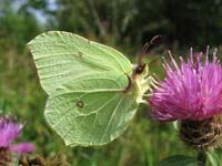 Photo of Brimstone - White/Yellow species