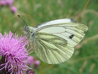 irish butterflies green veined